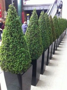 Small Buxus Cone